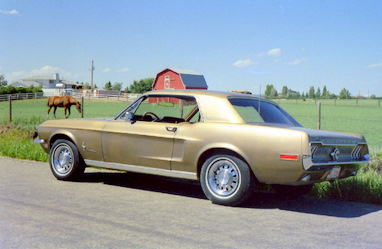 49f24966c4a16-mustang on mazzepa road best