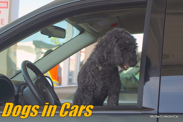 MSCC DOGS IN CARS: THE HUMAN CHAUFFEUR/DOG PASSENGER WORKS FOR BOTH PARTIES