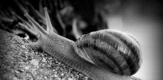 WHAT CAR GUYS SEE…WHAT NON-CAR GUYS SEE