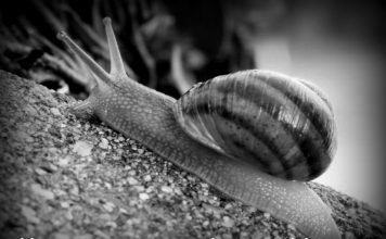 WHAT CAR GUYS SEE…WHAT NON-CAR GUYS SEE