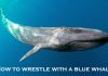 HOW TO WRESTLE WITH A BLUE WHALE…THE MYSTARCOLLECTORCAR GAME PLAN