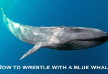 HOW TO WRESTLE WITH A BLUE WHALE…THE MYSTARCOLLECTORCAR GAME PLAN