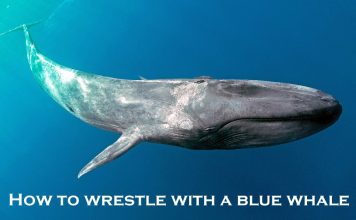 HOW TO WRESTLE WITH A BLUE WHALE…THE MYSTARCOLLECTORCAR GAME PLAN