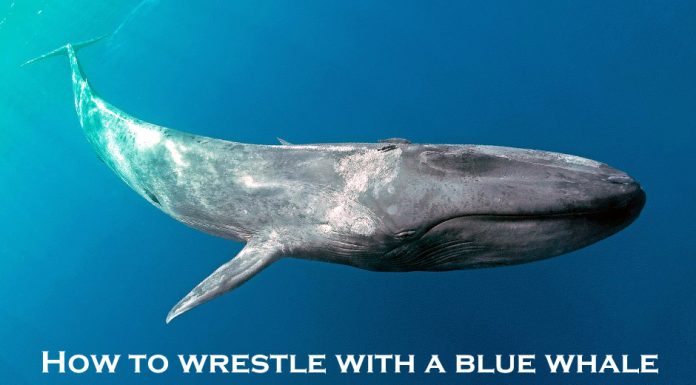 HOW TO WRESTLE WITH A BLUE WHALE…THE MYSTARCOLLECTORCAR GAME PLAN