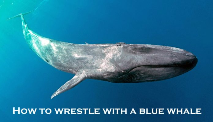 HOW TO WRESTLE WITH A BLUE WHALE…THE MYSTARCOLLECTORCAR GAME PLAN ...