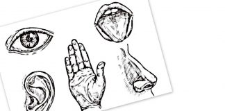 OCTOBER 15 MSCC FIVE FOR FRIDAY: MYSTARCOLLECTORCAR EXPLAINS HOW THE FIVE BASIC SENSES RELATE TO THE CAR HOBBY