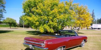 JULY 2023: A 1964 CHEVELLE MALIBU SS CONVERTIBLE IS A REAL HEAD-TURNER