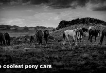 THE COOLEST PONY CARS