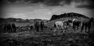 THE COOLEST PONY CARS