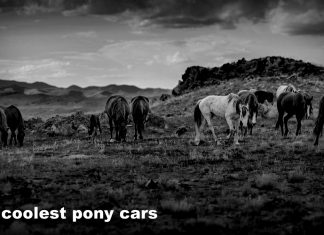 THE COOLEST PONY CARS