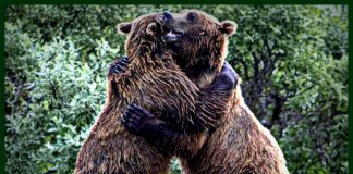 MSCC MAY 19 FIVE FOR FRIDAY: MYSTARCOLLECTORCAR DECIDES WHO DESERVES A BEAR HUG AT A CAR SHOW