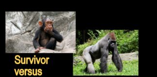 MYSTAR JUNE 13 FIVE FOR FRIDAY: RESTO-MOD OR FACTORY/SURVIVOR?