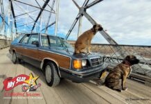 DECEMBER 2024: A 1986 DODGE ARIES BECOMES A LONG-DISTANCE ROAD WARRIOR FOR ITS ADVENTUROUS OWNER