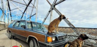 DECEMBER 2024: A 1986 DODGE ARIES BECOMES A LONG-DISTANCE ROAD WARRIOR FOR ITS ADVENTUROUS OWNER